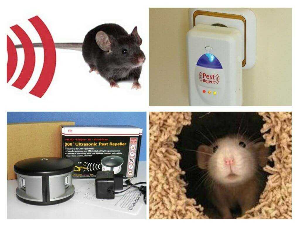 Как избавиться от крыс в частном доме: химические средства, ловушки и отпугиватели, народные методы