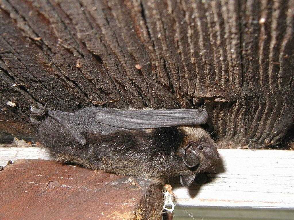 Как избавиться от летучих мышей в доме или на чердаке?