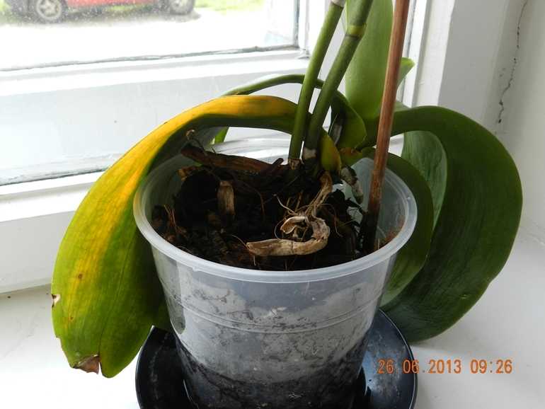 Почему у орхидеи вялые листья что делать. Спасение орхидеи.
