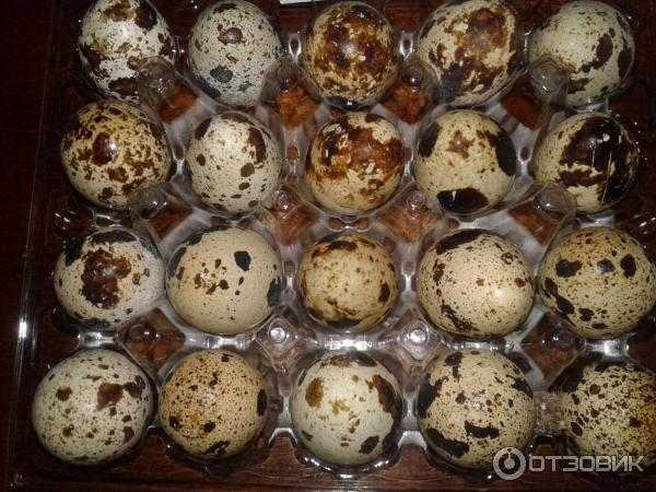 Сколько хранятся яйца в холодильнике сырые перепелиные: сроки и правила содержания