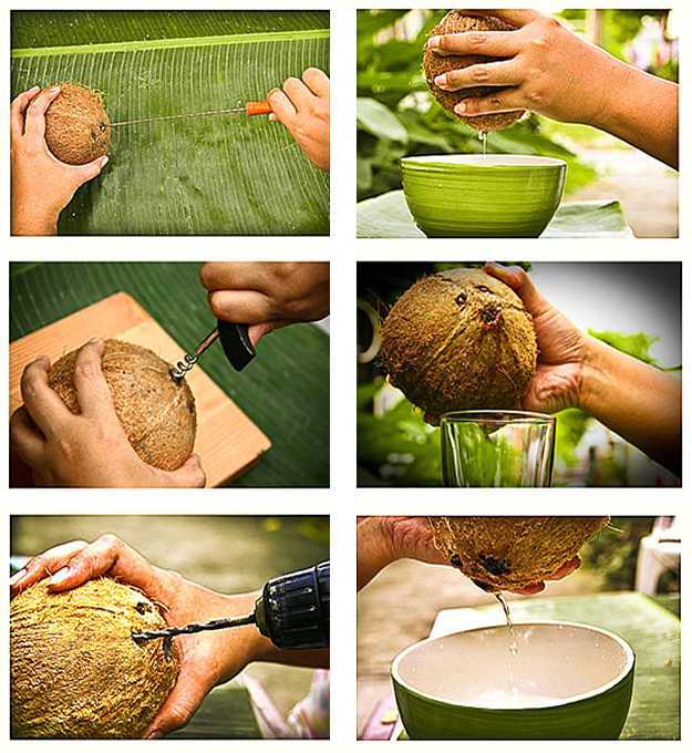Описание кокоса и способов его употребления Как открыть кокос в домашних условиях Как разделывать кокос для употребления Как выпить или съесть кокос