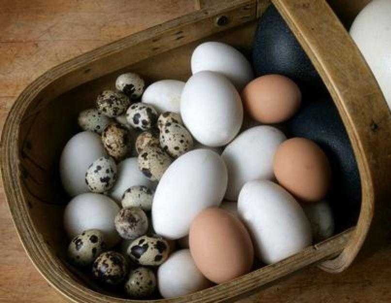 Срок годности и условия хранения перепелиных яиц: мифы и реальность