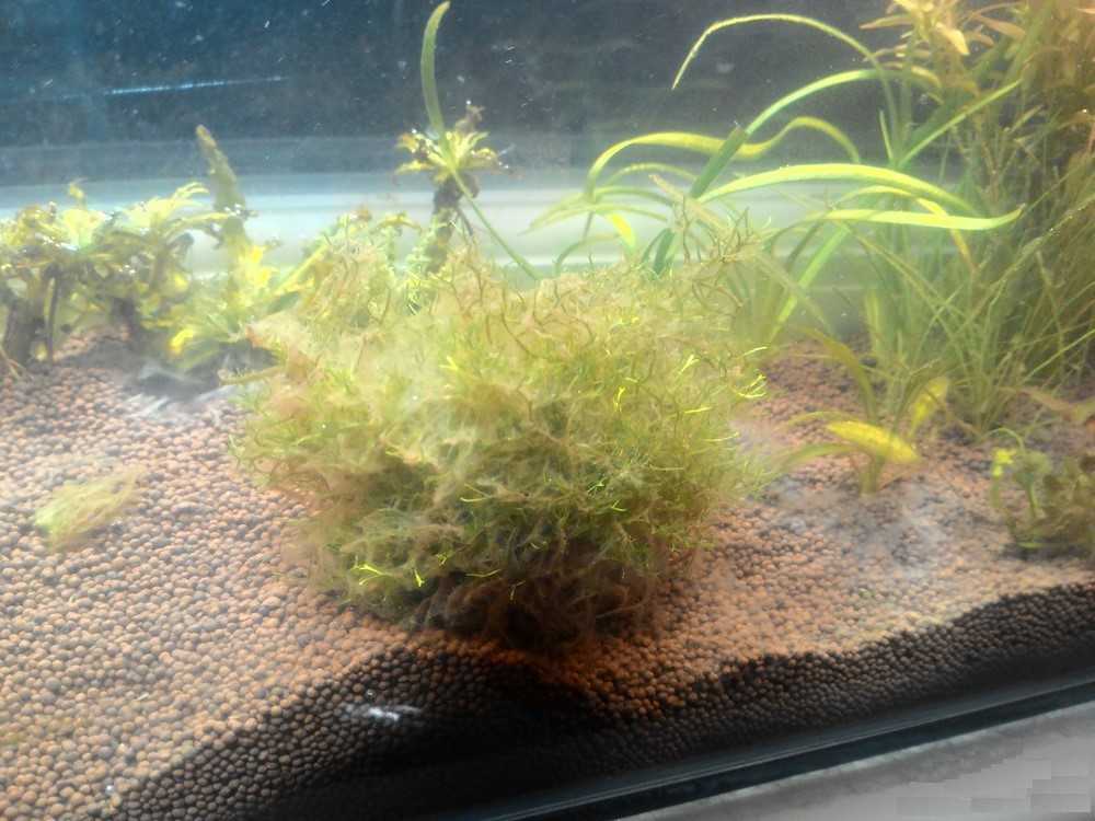 В аквариуме выросла черная борода: как бороться с водным сорняком?