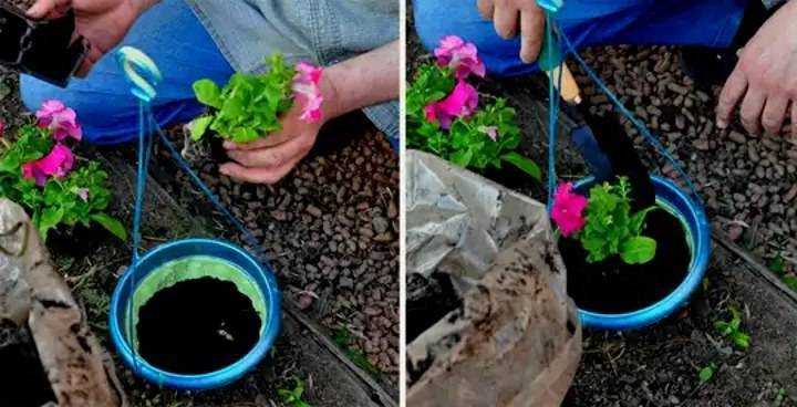 Какие сорта петунии можно выращивать в кашпо? выбор емкости, посадка и уход