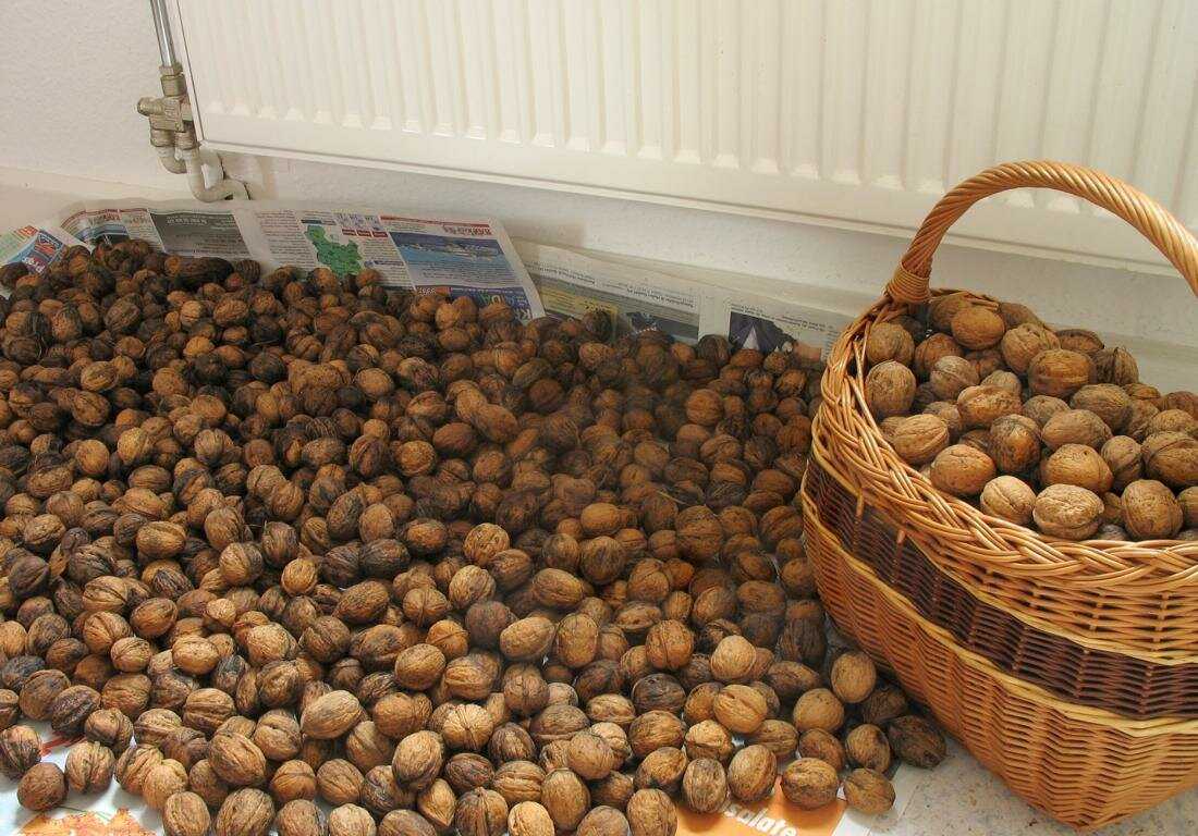 Как хранить кедровые орехи очищенные в домашних условиях: срок хранения в квартире
