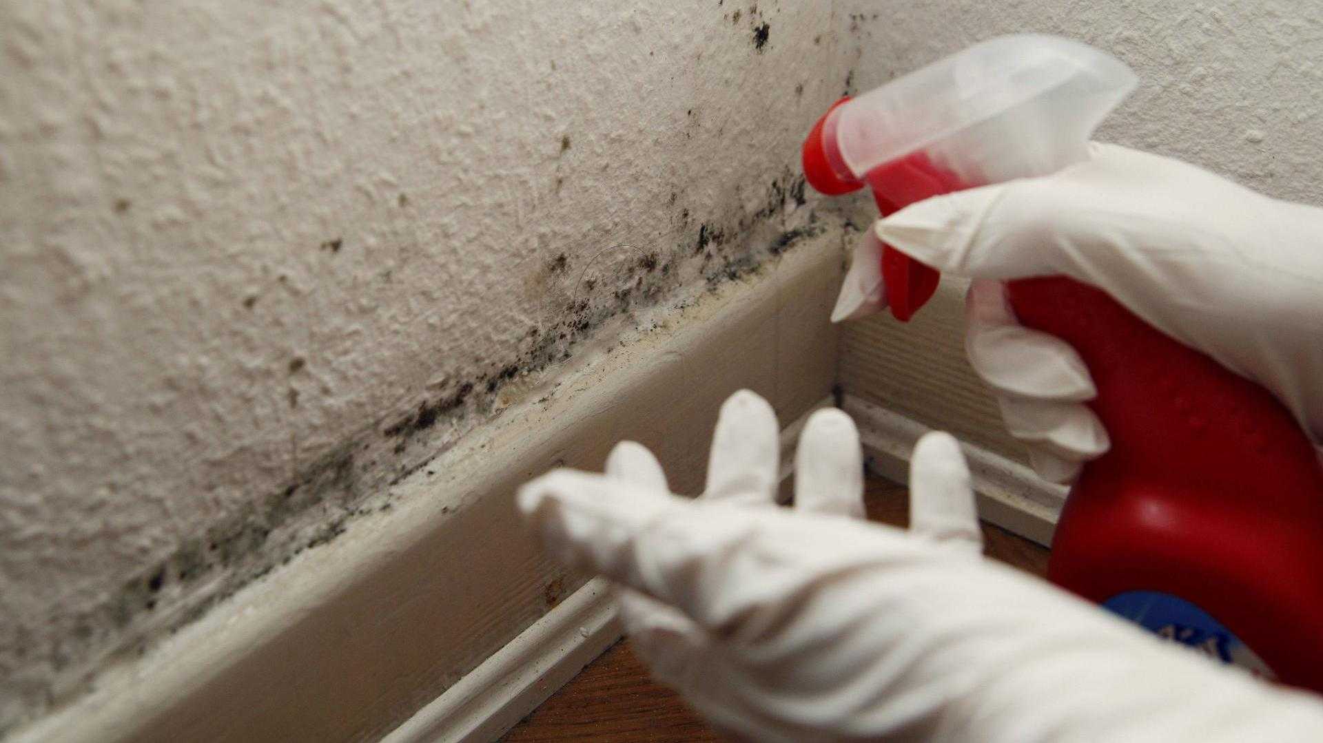 Как убрать плесень в квартире: со стен в комнатах, в домашних условиях