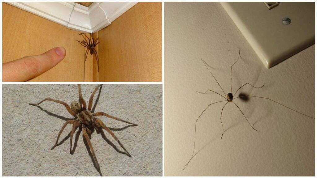 Почему в доме появляются пауки и другие насекомые Как вывести пауков из дома и что для этого можно использовать