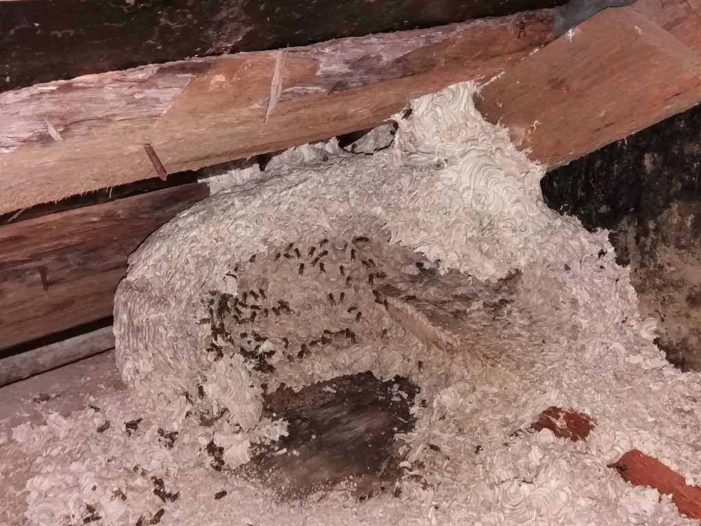 Как избавиться от гнезда шершней под крышей