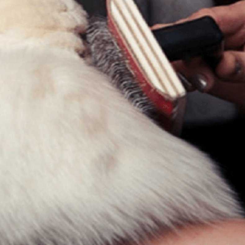 Как почистить меховую шапку в домашних условиях: как придать блеск меху