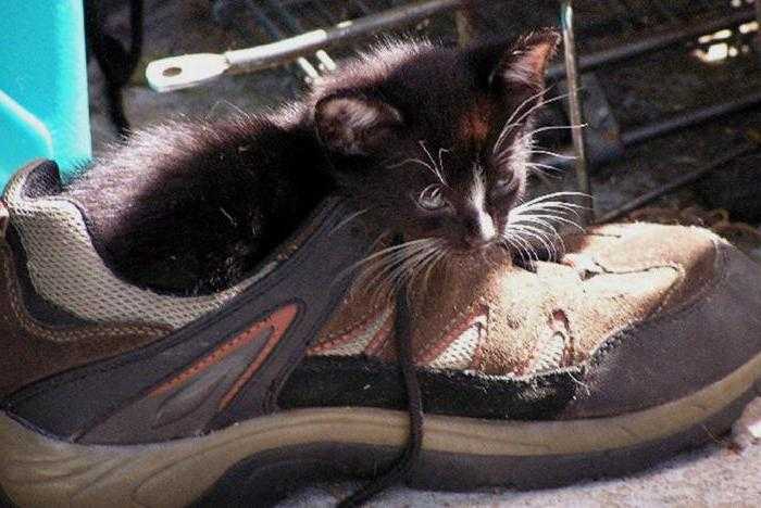 Избавляемся от пятен и запаха кошачьей мочи из обуви: только проверенные средства
