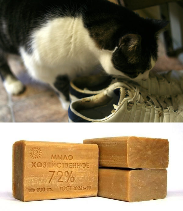 Как избавиться от запаха кошки в обуви – pet-mir.ru