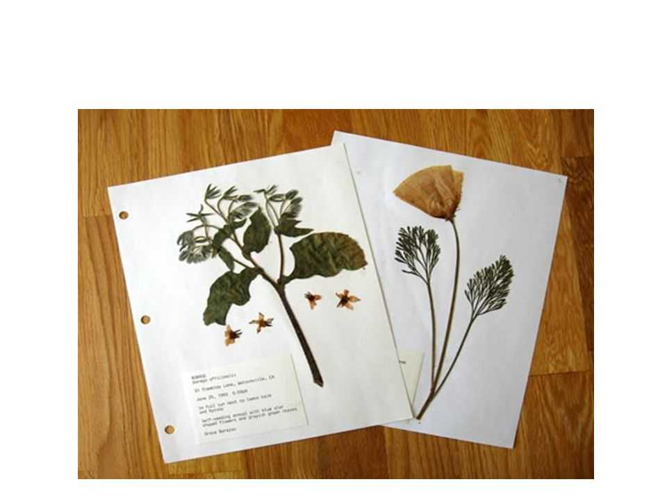 Для чего нужна ботаническая папка. Гербарий растений биология.. Hesperis matronalis гербарий. Ботанический гербарий растений.