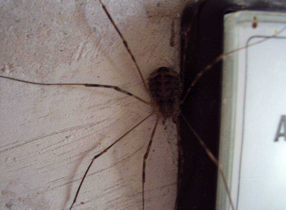 Не так страшен паук, как неприятен — выселяем непрошеного гостя. как избавиться от пауков в квартире своими силами?