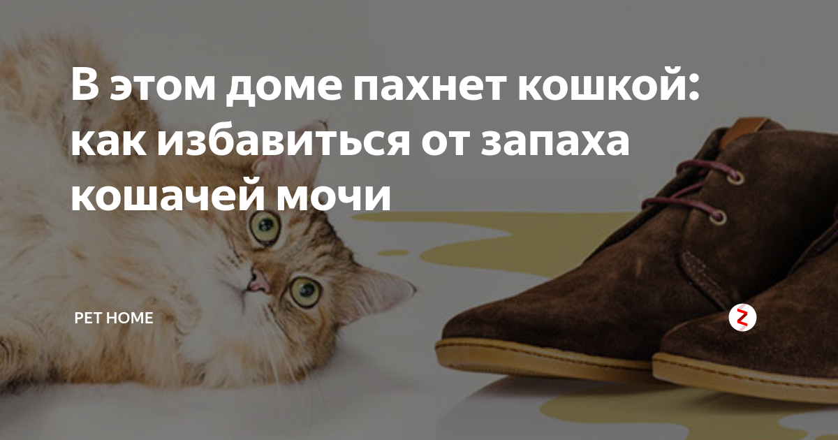 Как избавится от кошачьего запаха мочи в обуви: 10 средств
