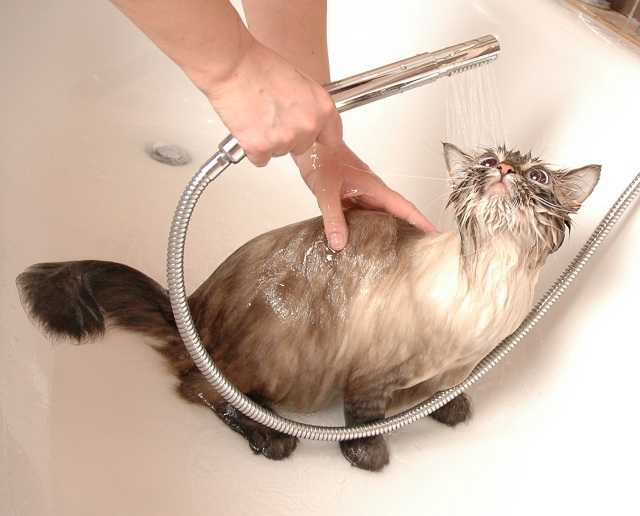 Как и когда можно начинать мыть котенка?