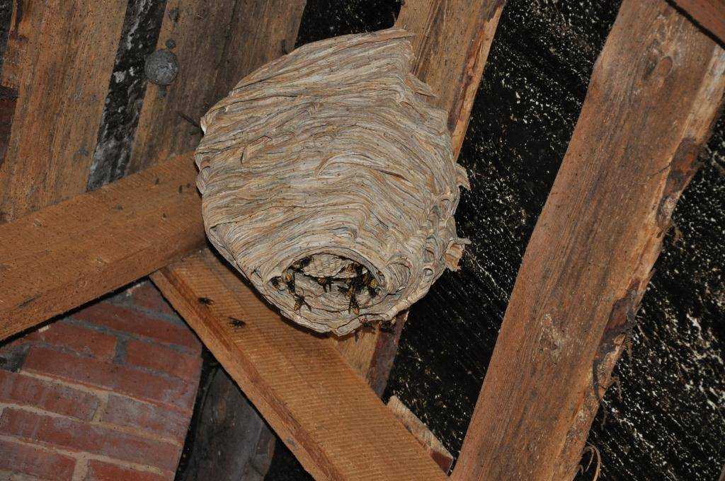 Как избавиться от шершней на даче, уничтожить их гнезда в доме под крышей, обзор лучших средств