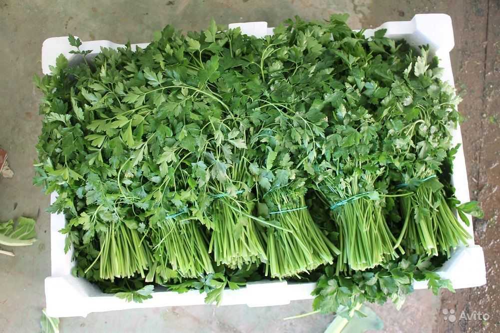 Как полагается хранить впрок листья салата беспроблемно в холодильнике