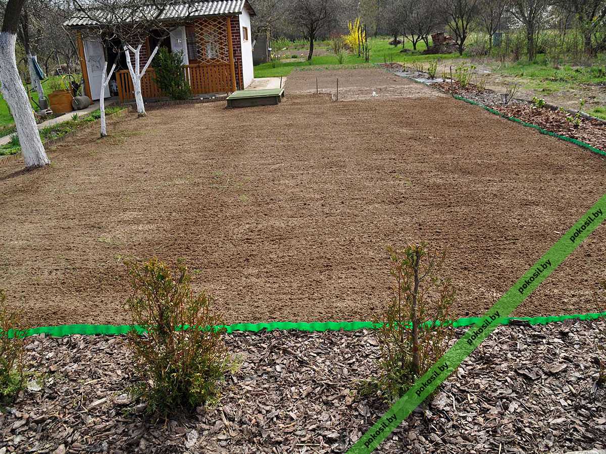 Как устроить газон на заросшем участке: инструкция по посадке газонной травы