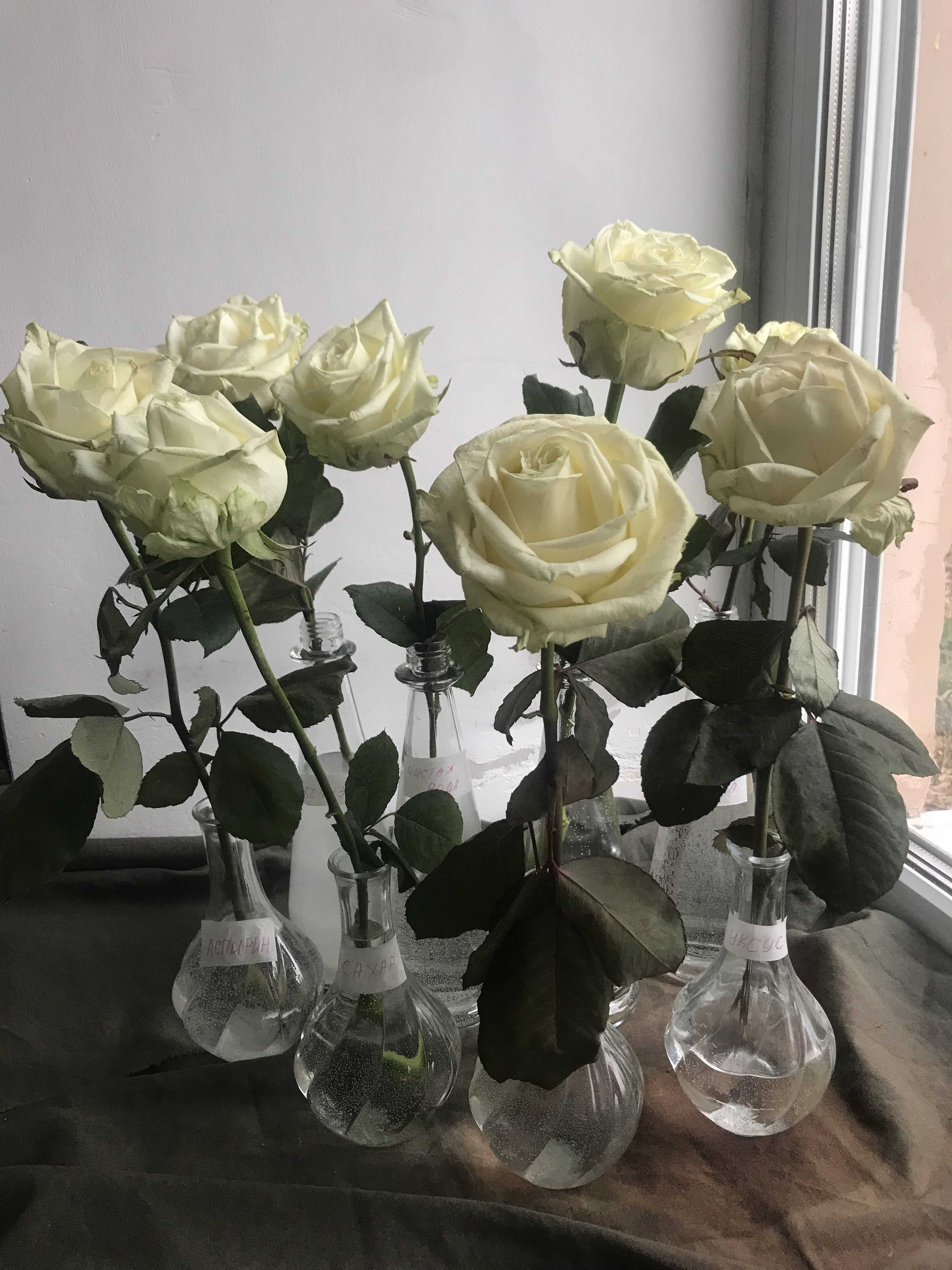 Как сохранить срезанные розы в вазе дольше всего: правила ухода за срезанными цветами