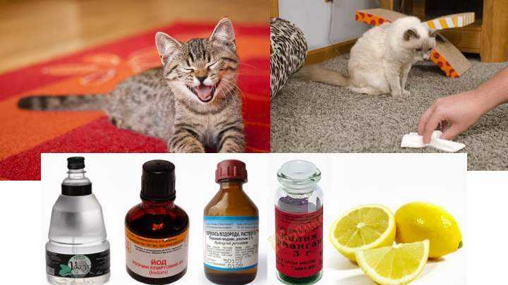 Как вывести запах кошачьей мочи из обуви: домашние средства