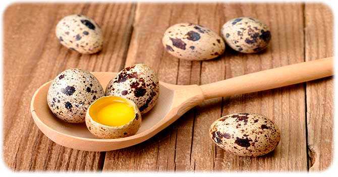 Как хранить перепелиные яйца: сколько они хранятся сырые, вареные в холодильнике