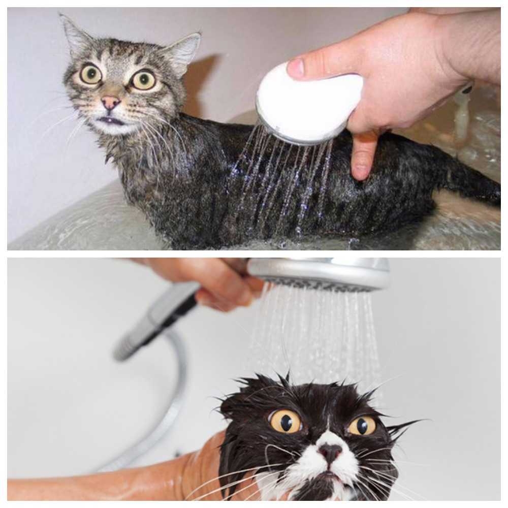 Как мыть кота: когда это нужно делать, как выбрать шампунь от блох и искупать любимца в ванной