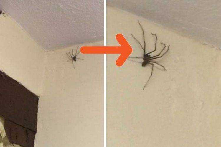 Откуда и почему в квартире или доме много пауков