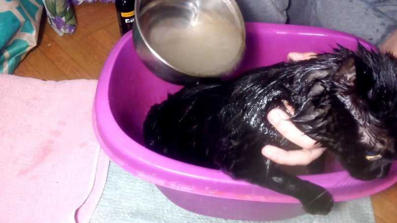 Как мыть кота: способы мягкого проведения водной «экзекуции»